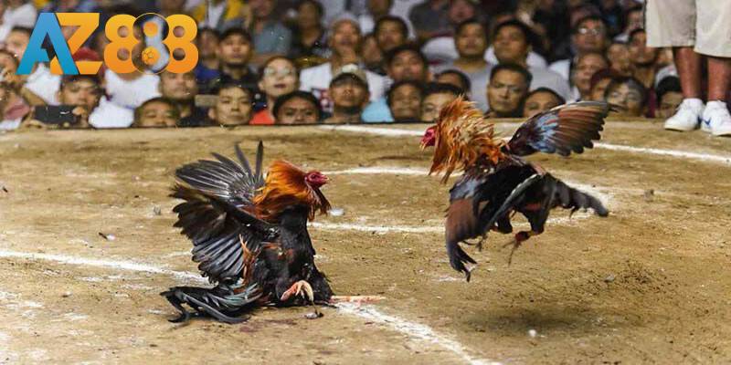 Sảnh đá gà tại nhà cái giúp bạn trải nghiệm chân thật